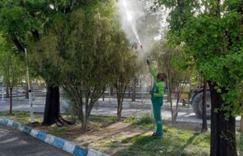 اجرای عملیات سم پاشی بهاره درختان و عرصه های سبز شهری شهرداری صالحیه