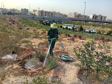 کاشت درخت و درختچه متناسب با محیط شهری در معابر محلی منطقه ۲۲ تهران