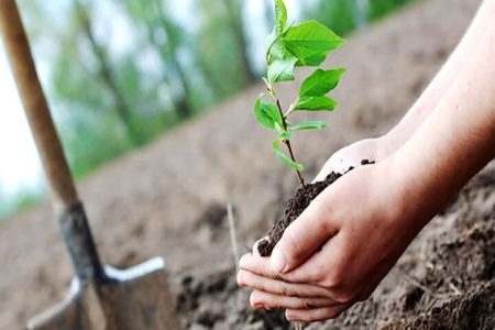 کاشت نهال و گلهای زینتی در ایلام در آستانه هفته درختکاری