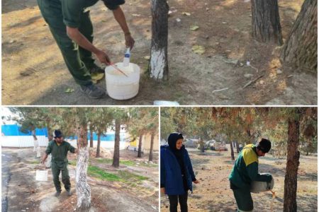 اجرای عملیات باندینگ درختان در بوستان جنگلی لتمال منطقه ۲۲ تهران
