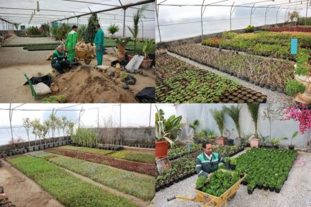 کاشت بیش از ده هزار گل به صورت روزانه در سطح گلپایگان